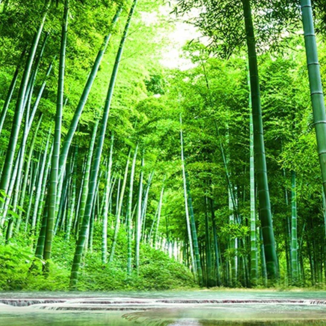清水竹林