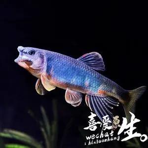 钟情于你  终止于你