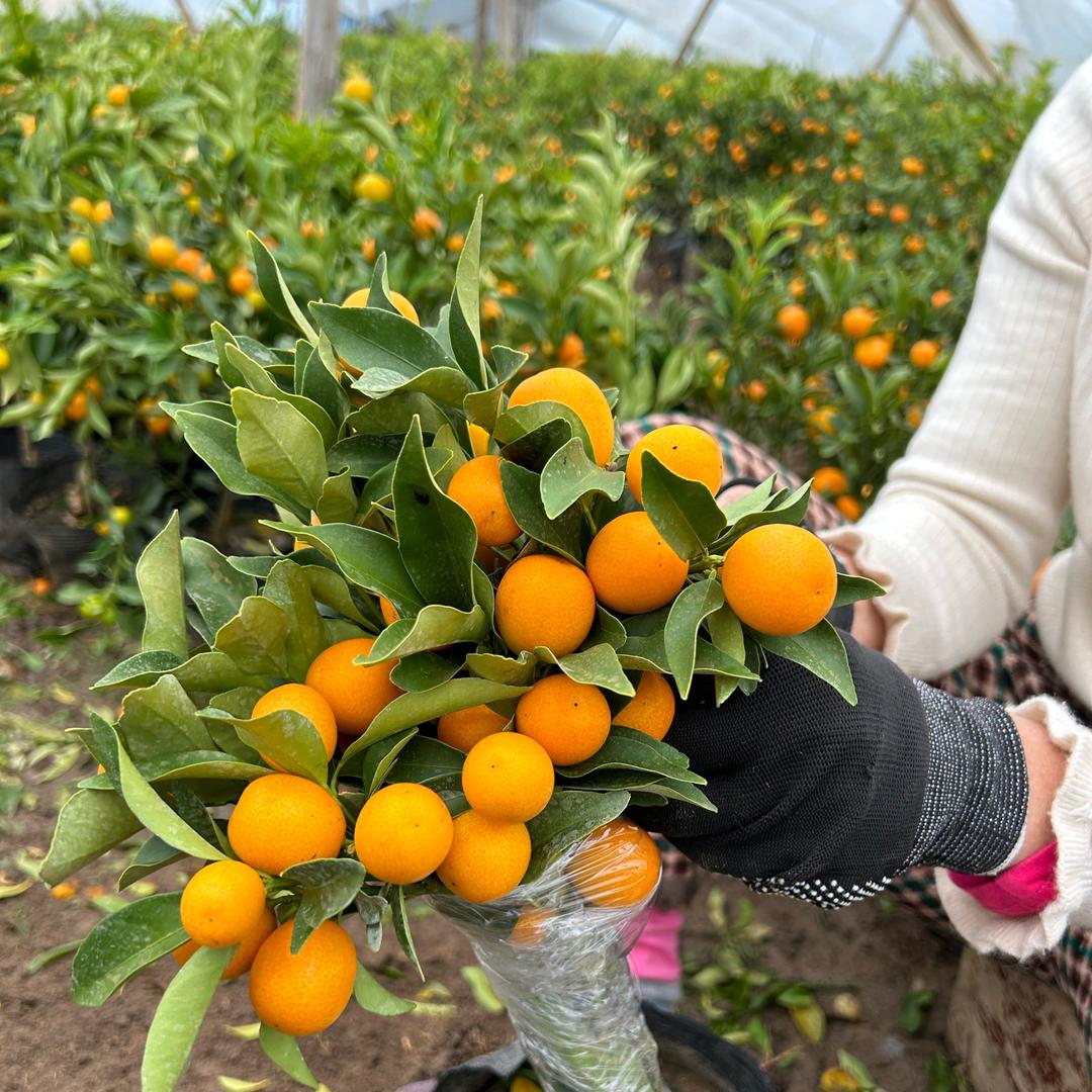 上蔡县艺欣苗木有限责任公司企业店