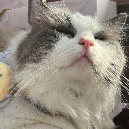 ༺࿈罗家菇凉࿈༻