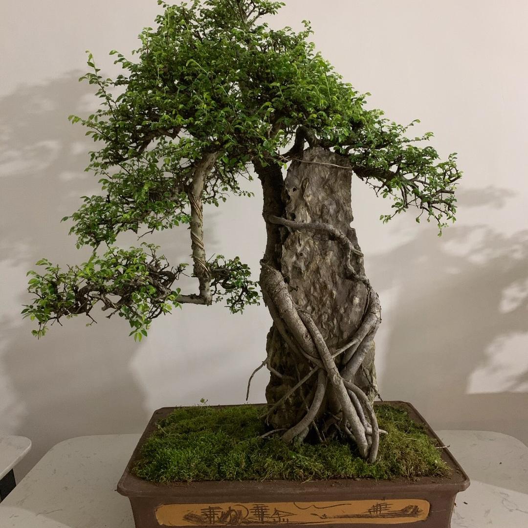 南风阁盆景园