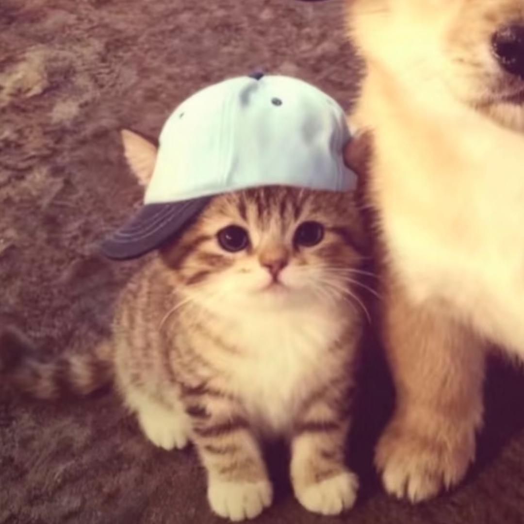 小猪米共.