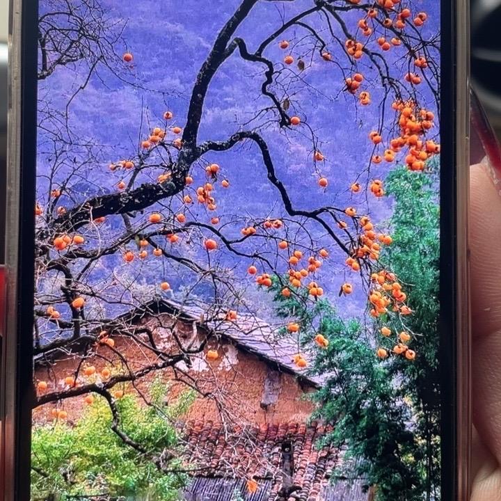 岚笙果树苗木专营店甄选