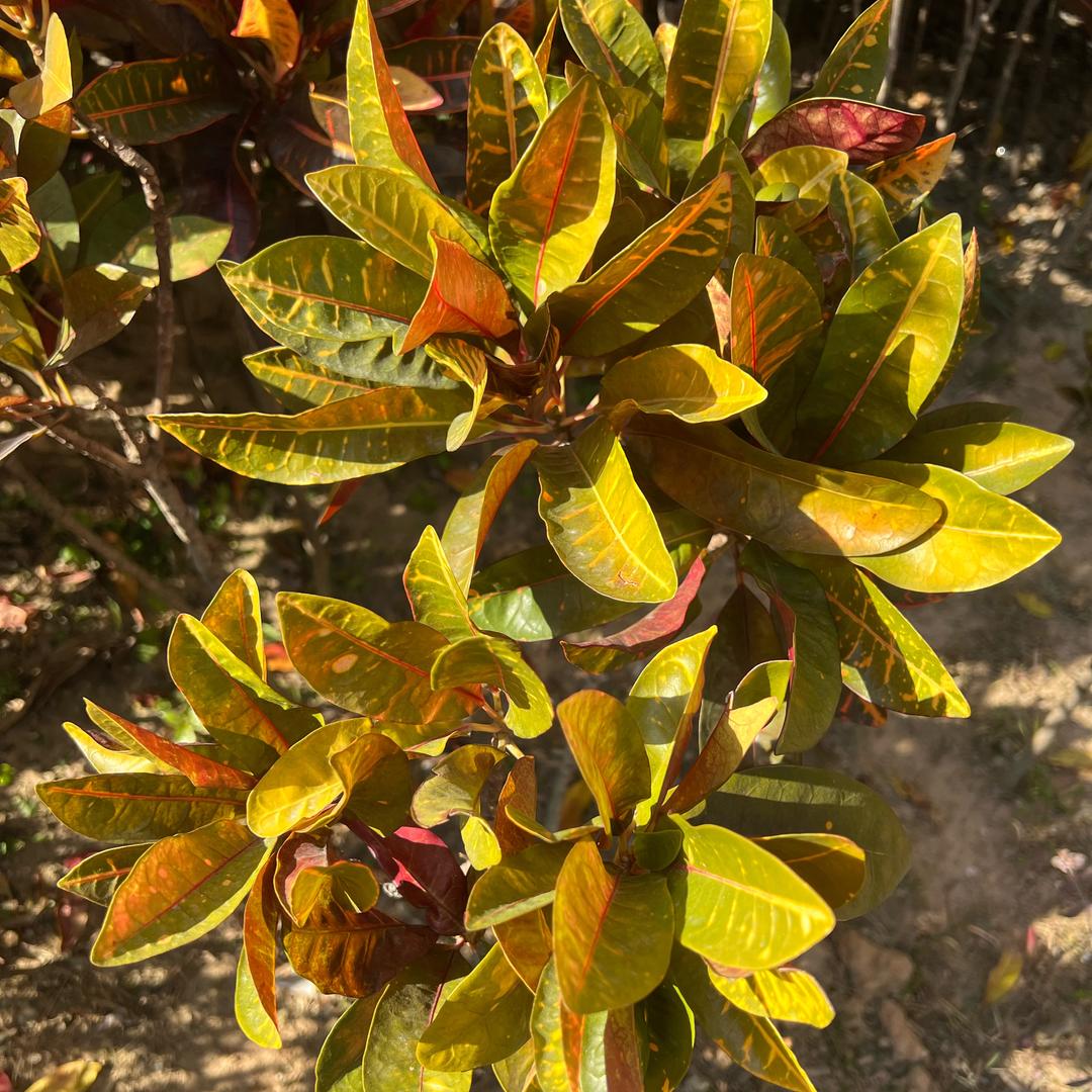 向日葵❤️❤️