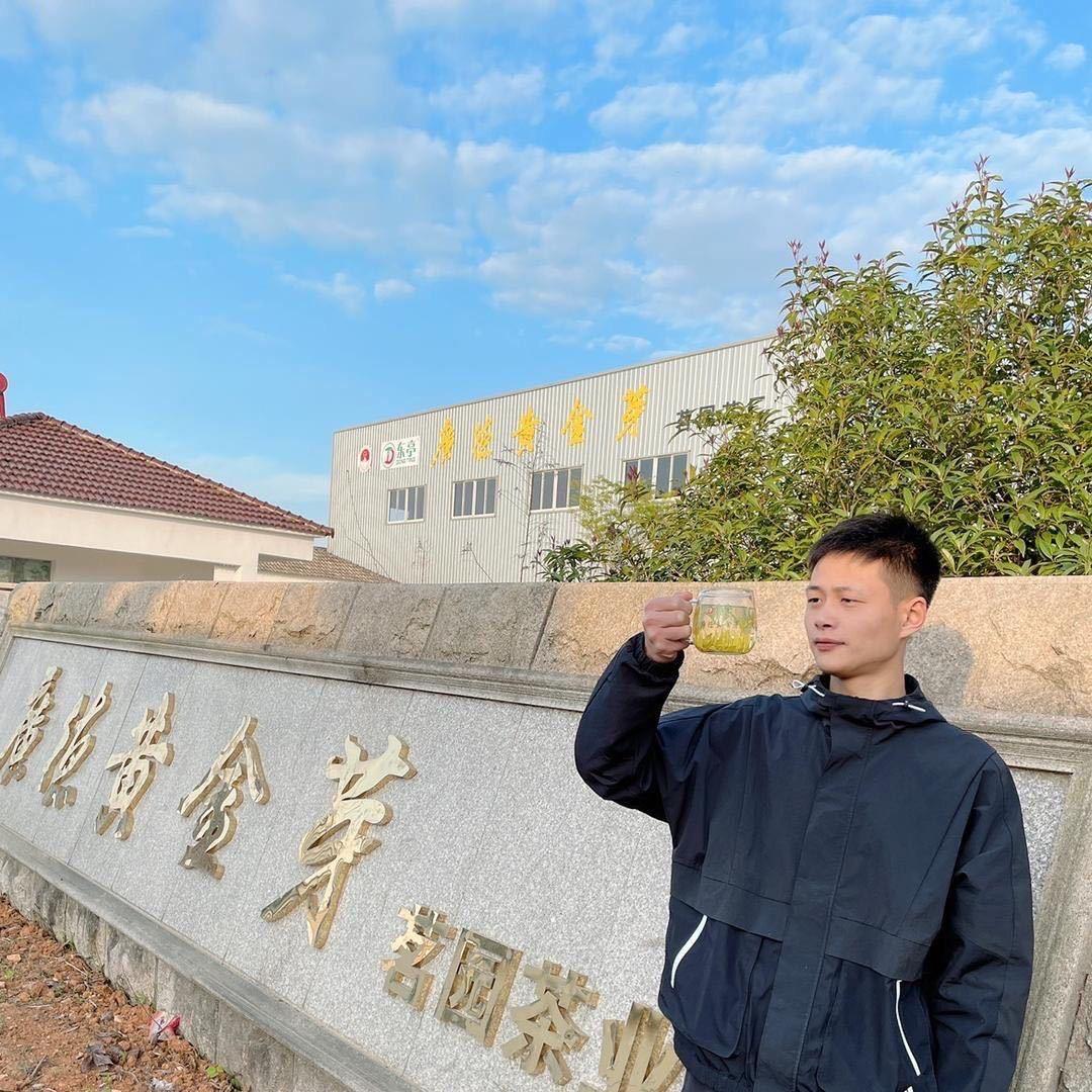 义寒黄金芽茶叶
