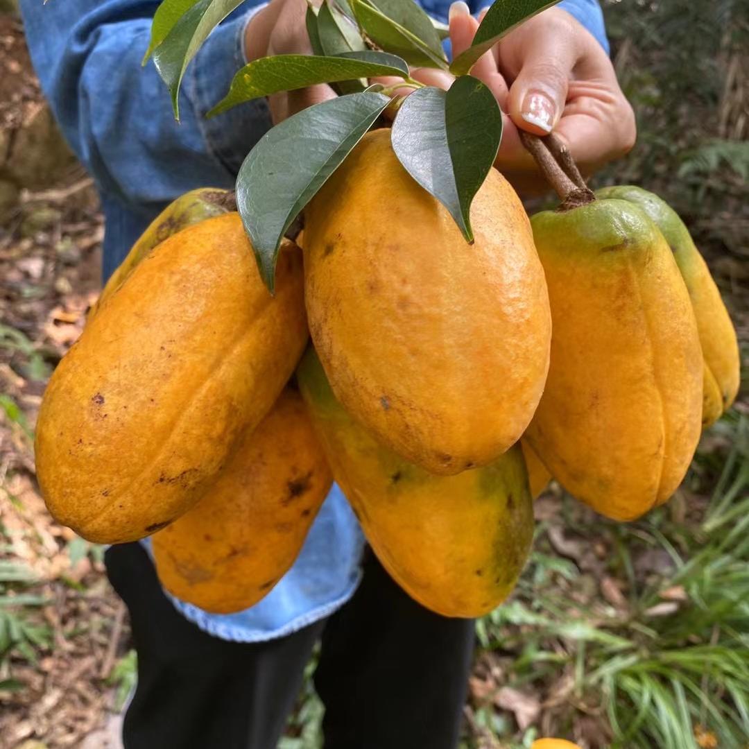 武平福娃娃（应季鲜果）
