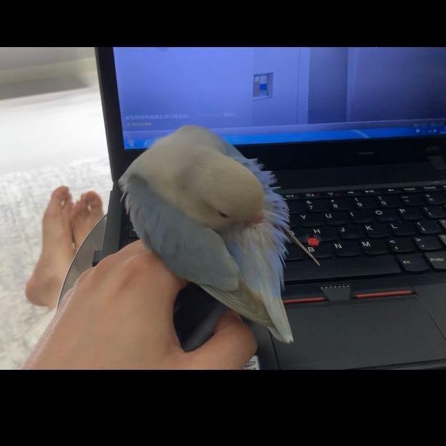 牙先生家的鸟宝