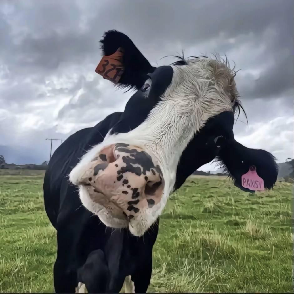 🐂
