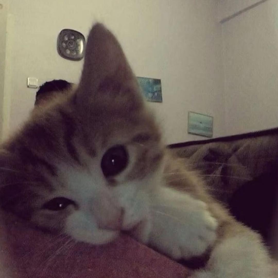 三花猫