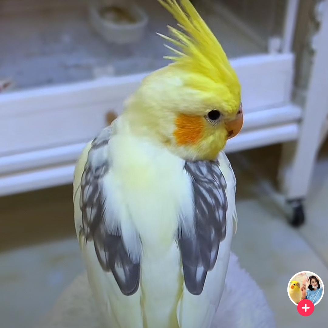 玄凤鹦宠养殖