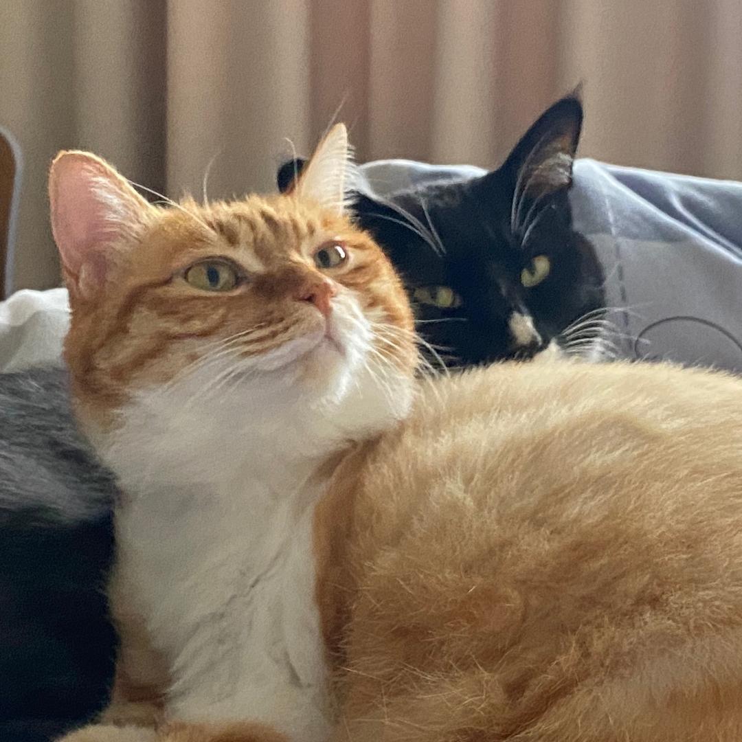 一球一蛋思罐罐