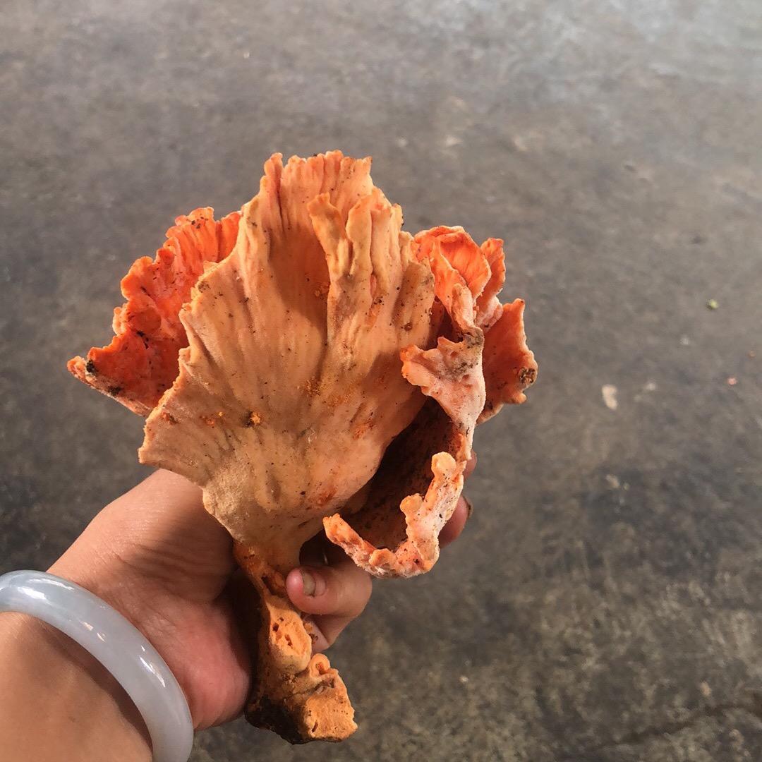 阿晴晴