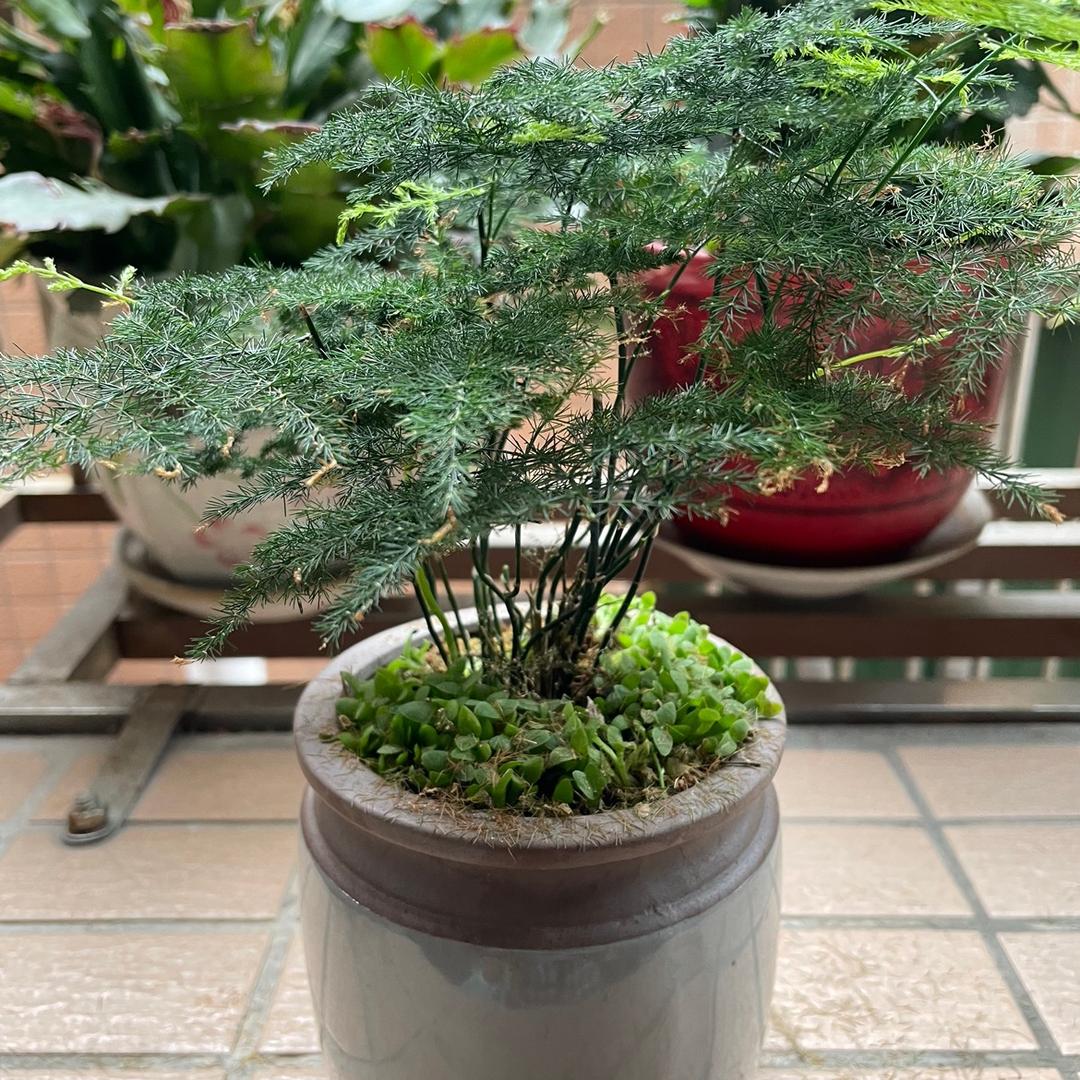 俏皮妈咪