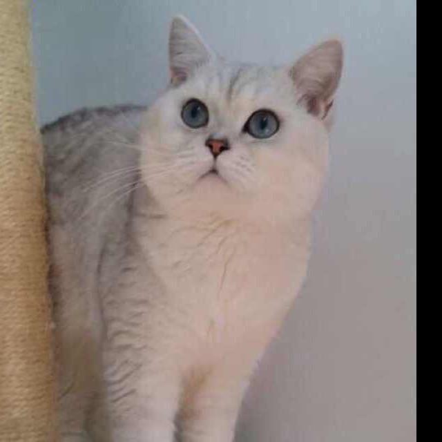 噶纯姐姐猫咪批发