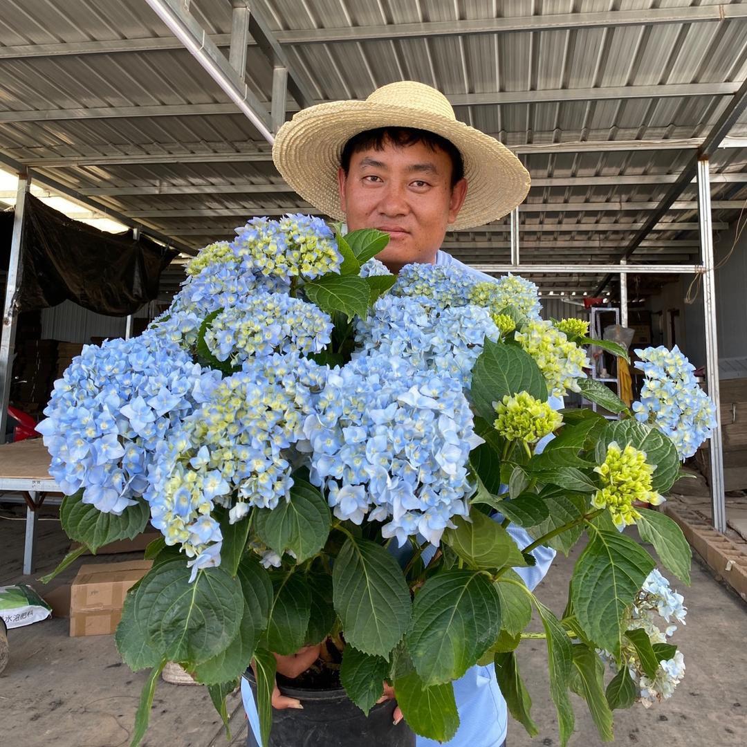 维度花卉