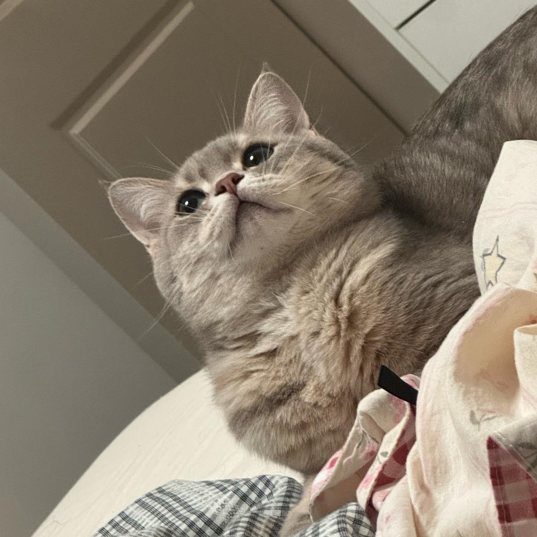 五只猪咪