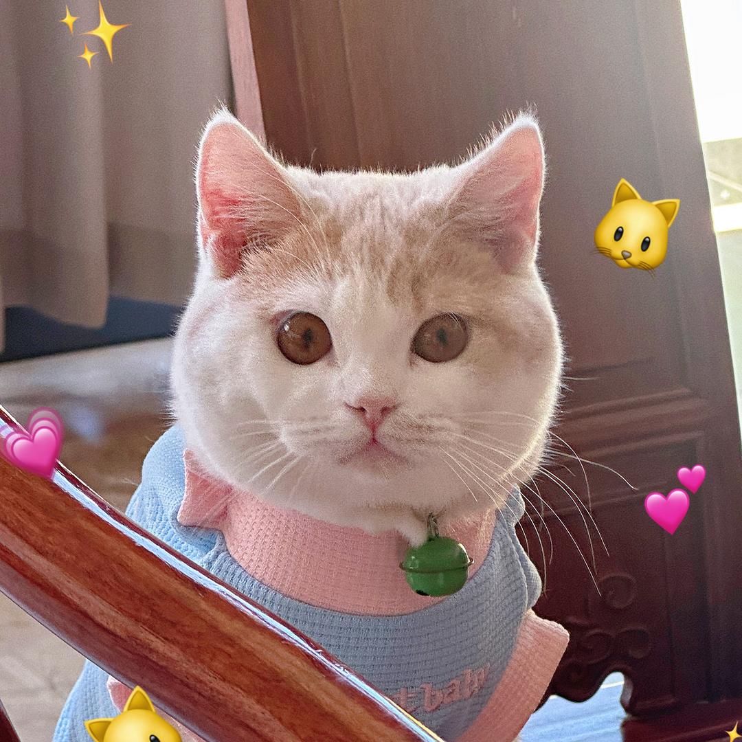 寻小千🐱