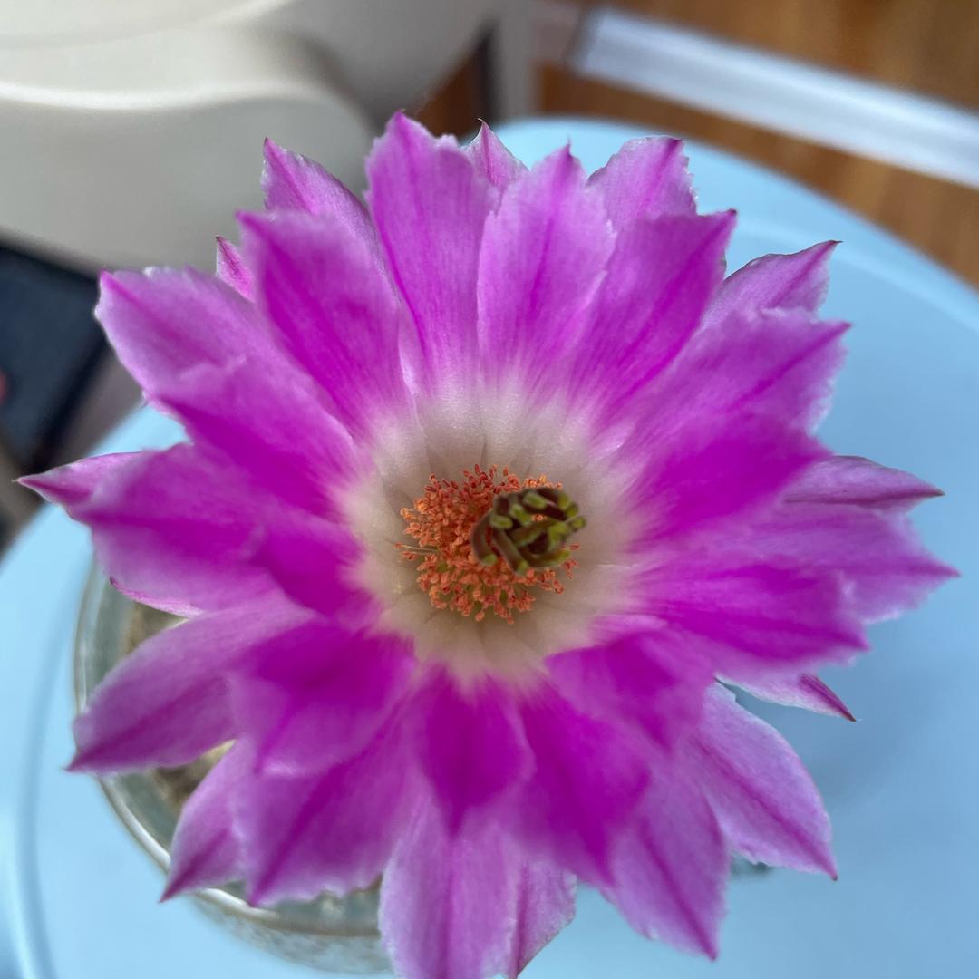 甄姬王者（晚18:00）