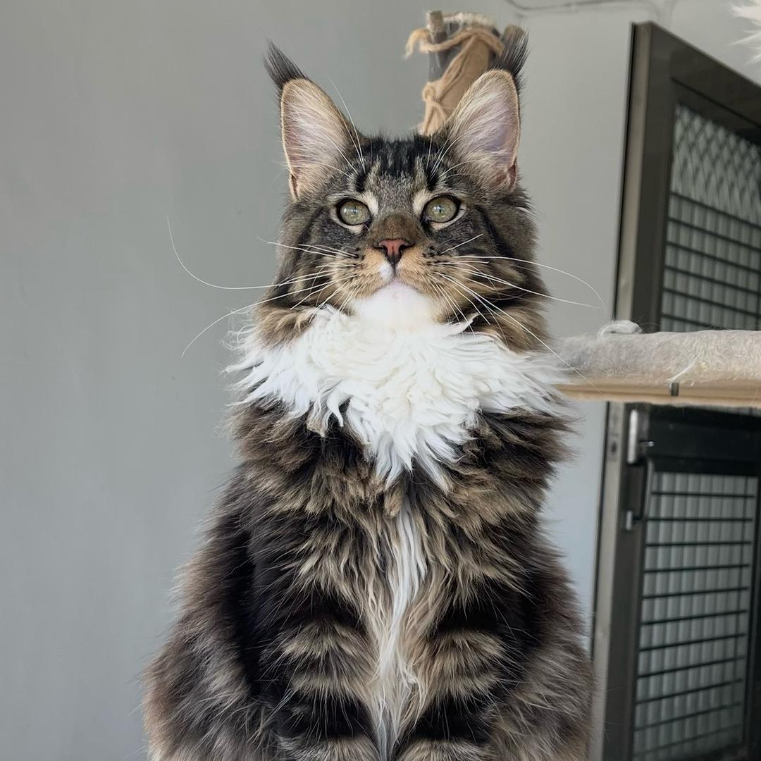 木子家缅因猫