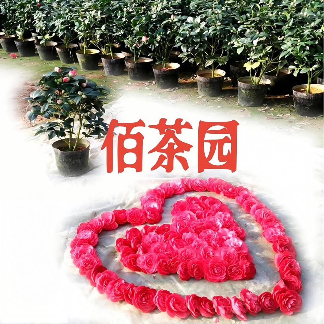 佰茶园