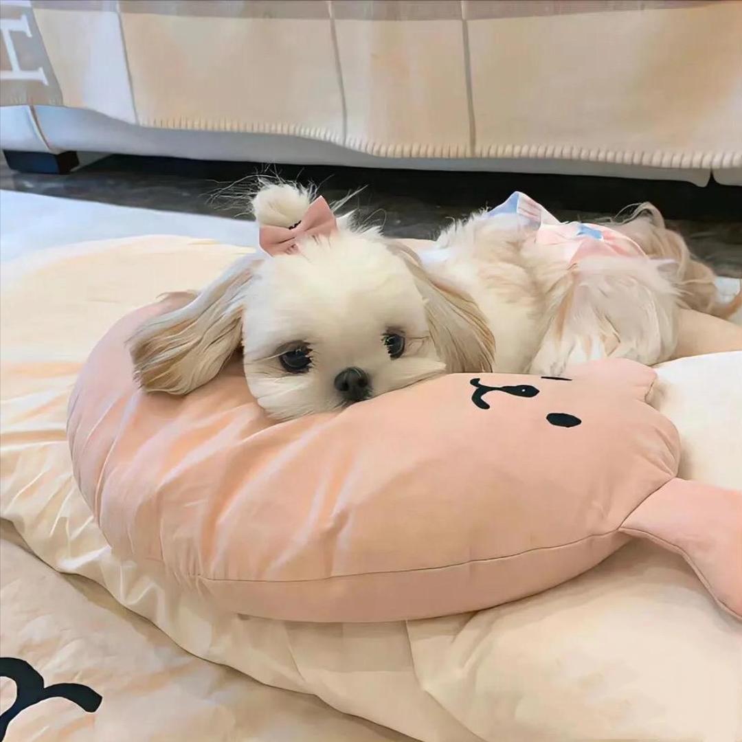 青青糯山太好喝