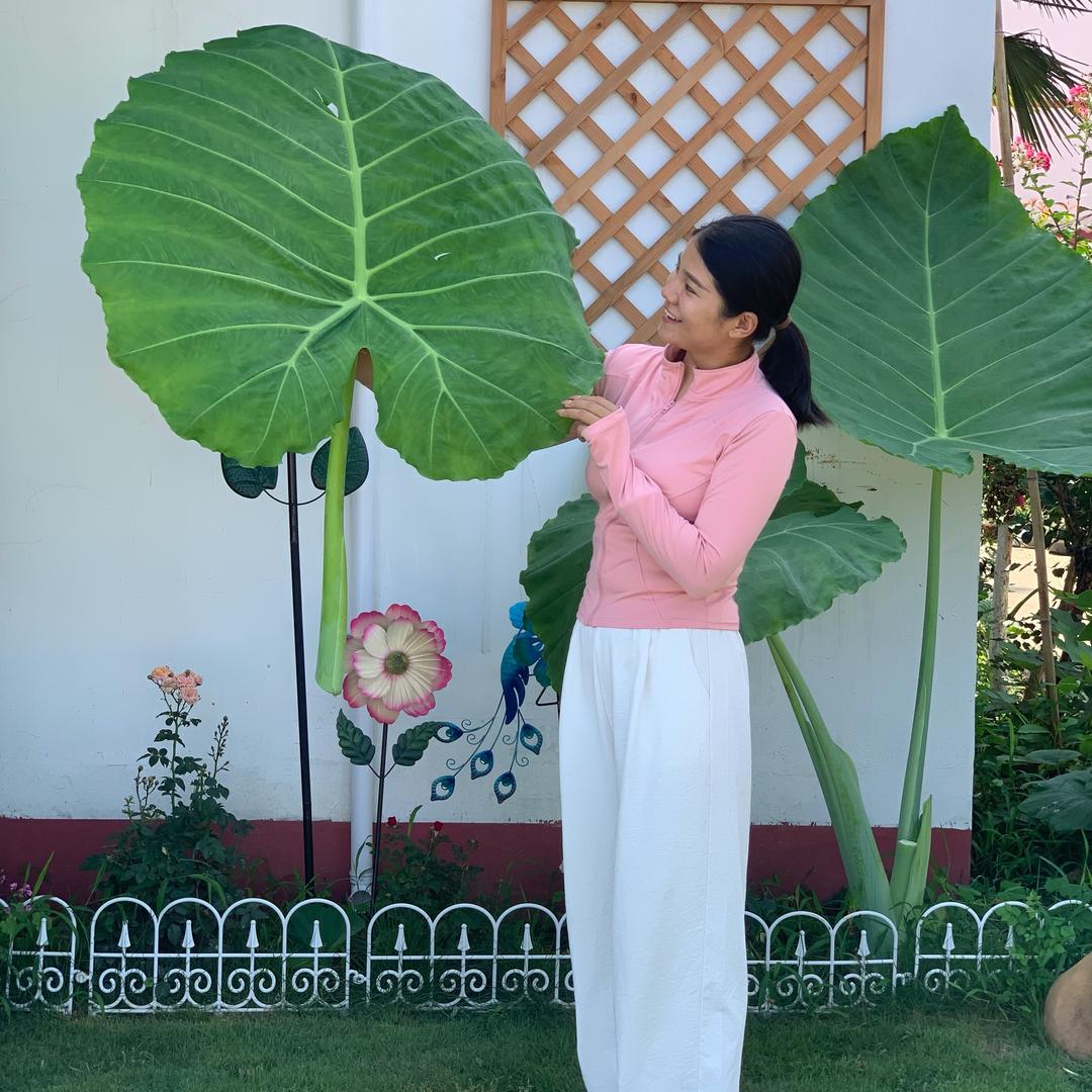花房阿萍