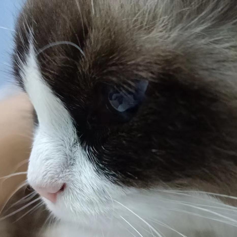 招财是只猫