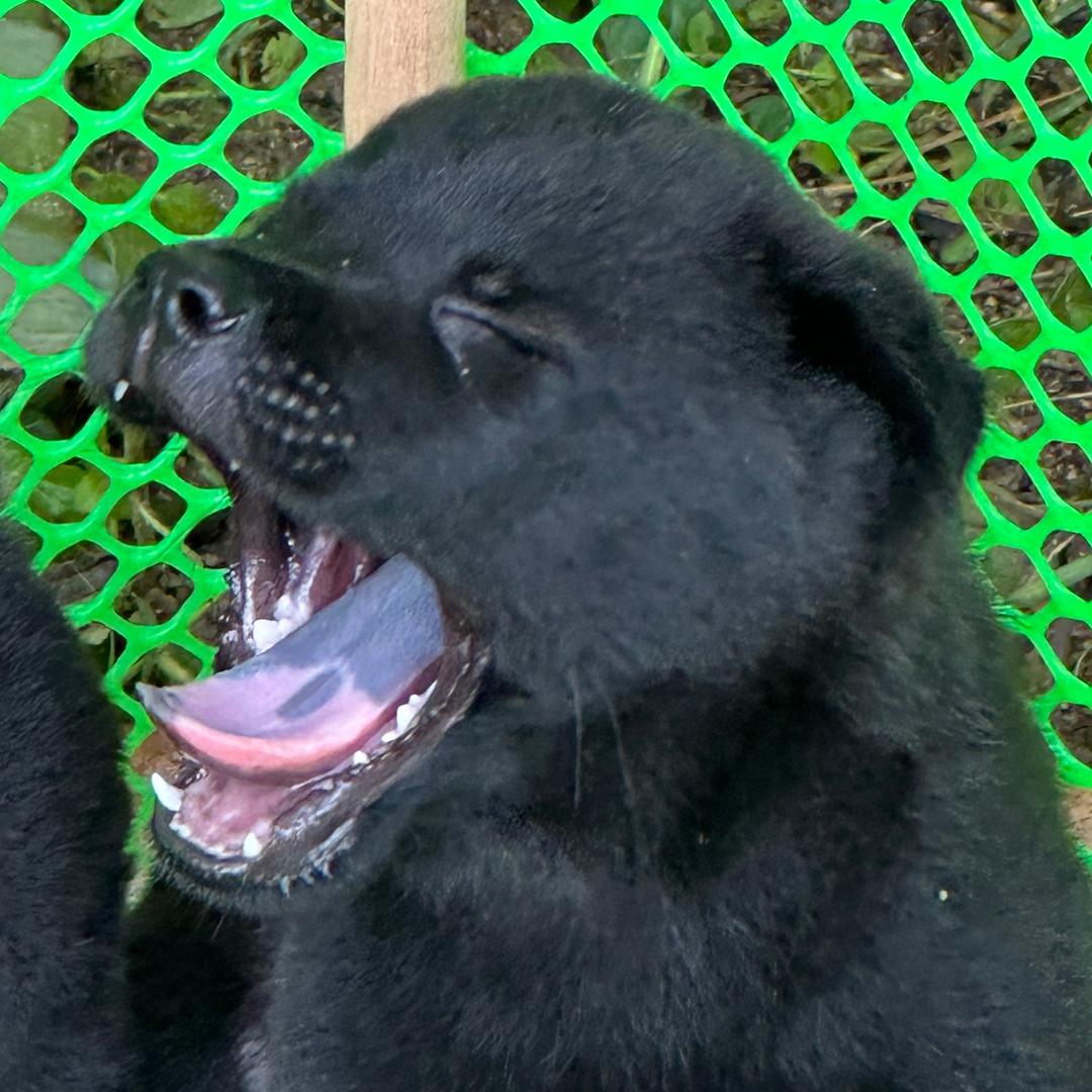 小谭家的田园生活