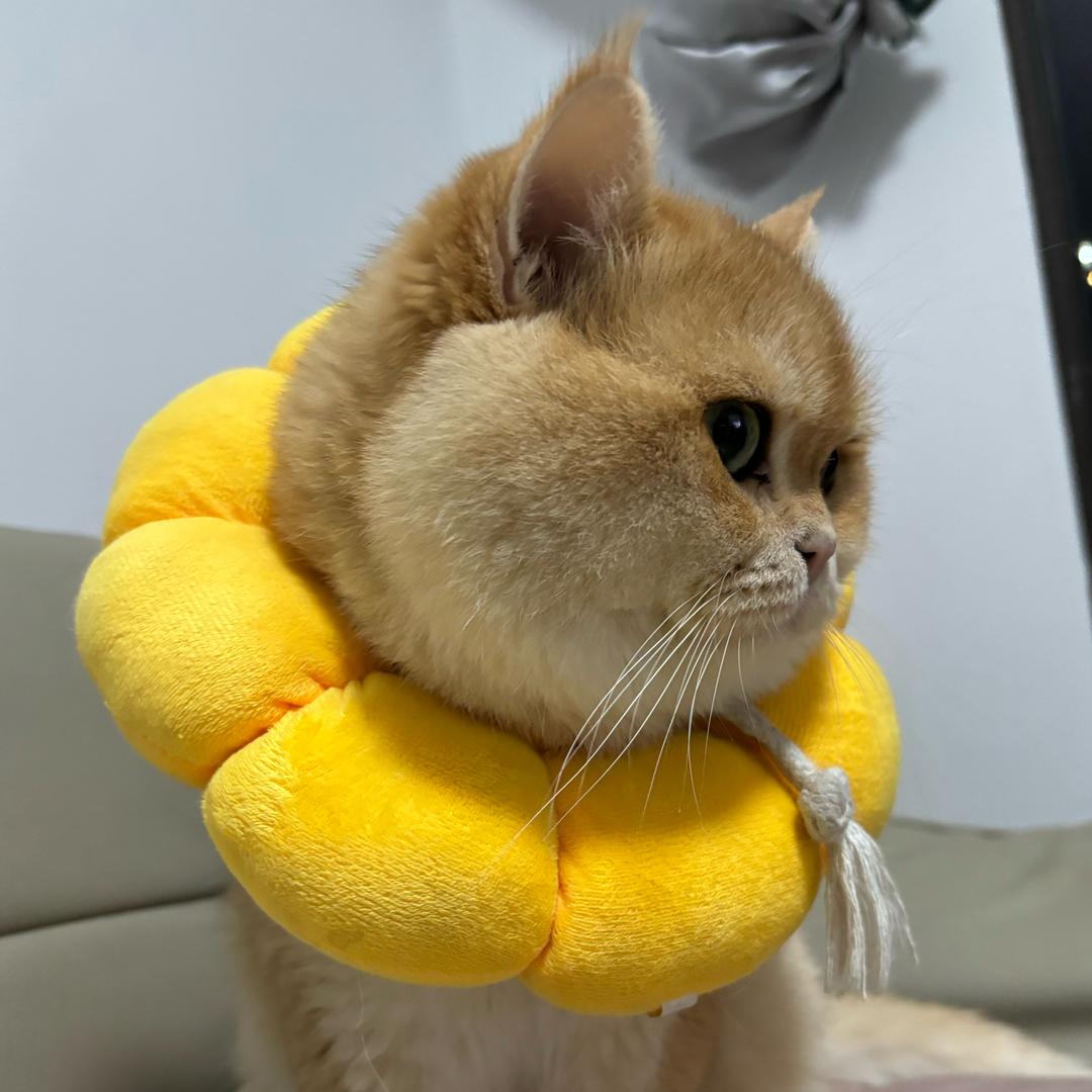 喵喵咪啊