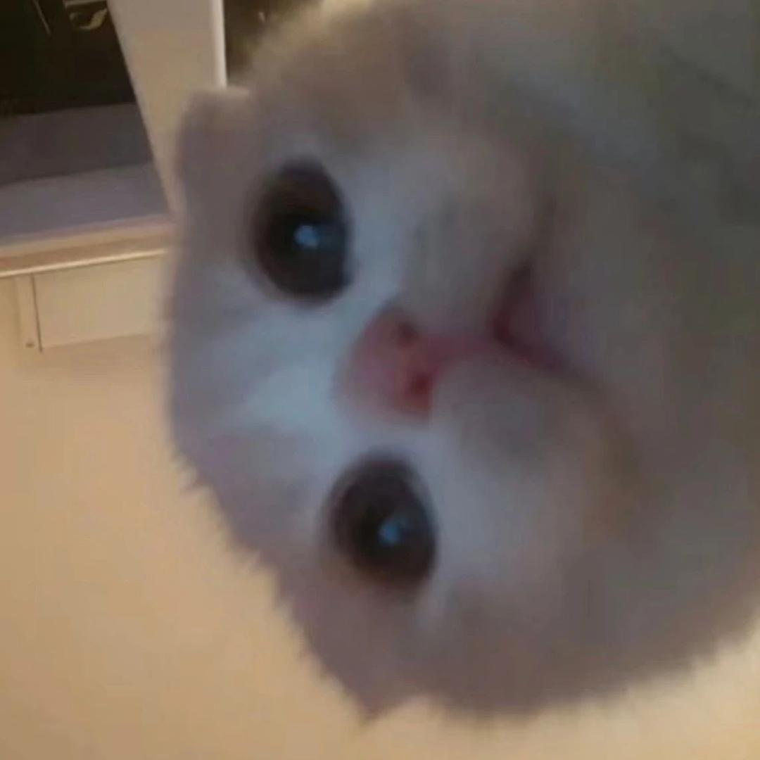 拼好鱼