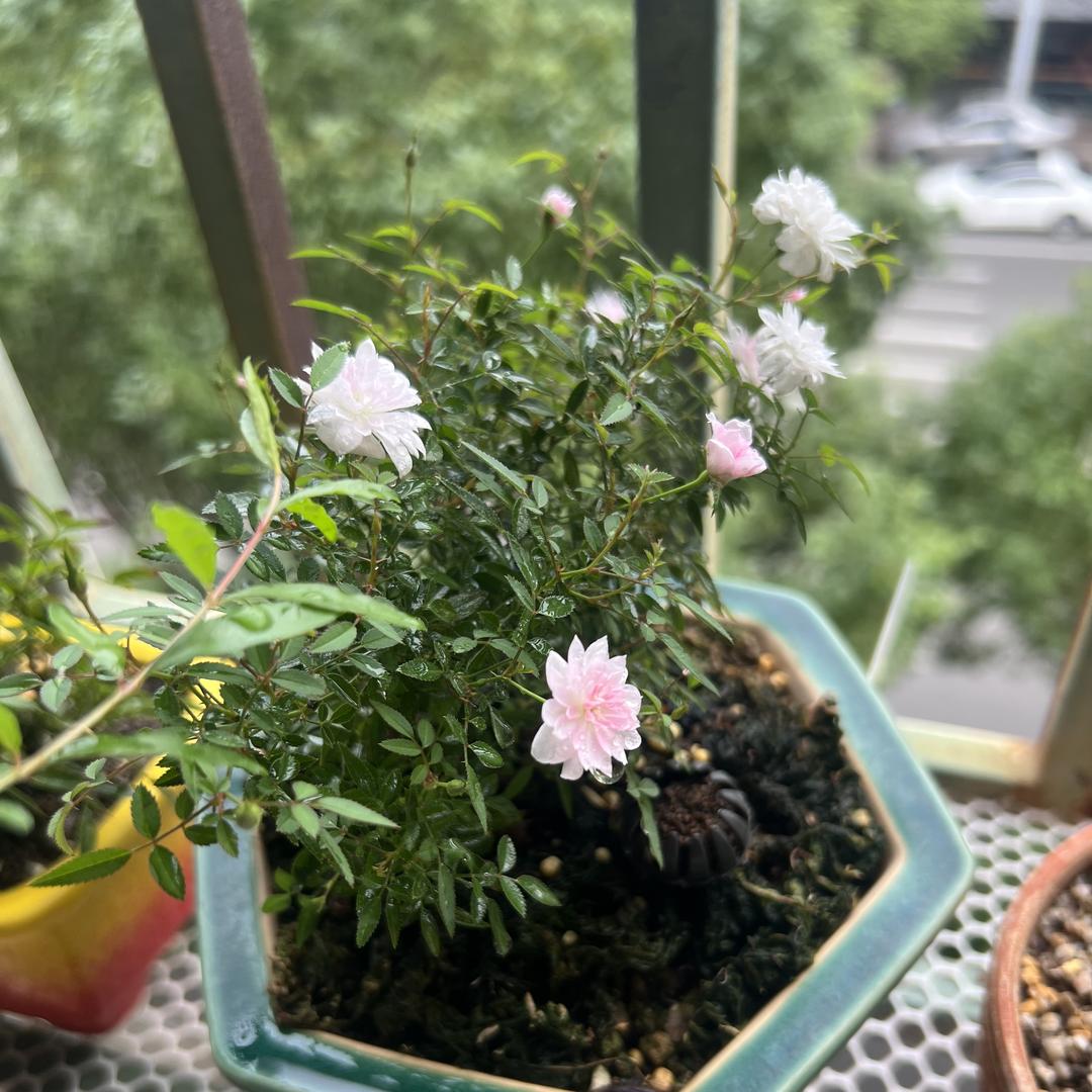 衣品金猫男装旗舰店