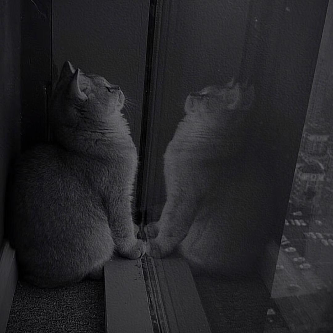 月亮睡了🌙我不睡