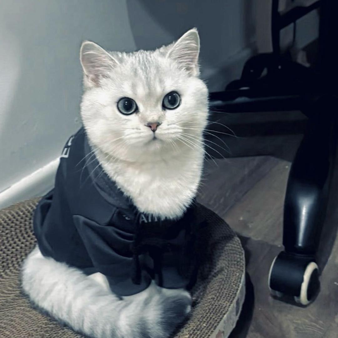 水火（牢九门专场）