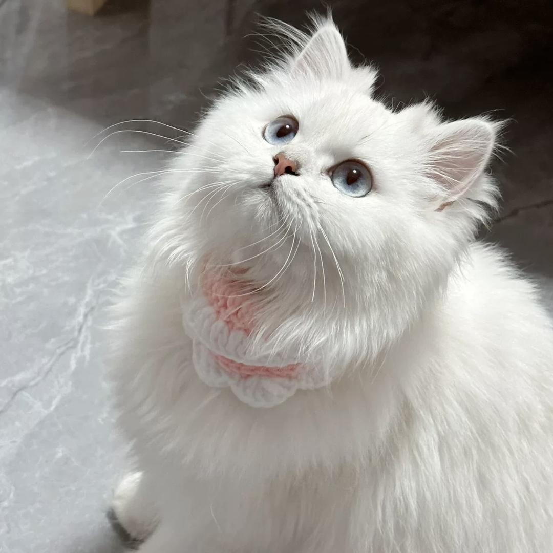 圣诞猫宠物用品