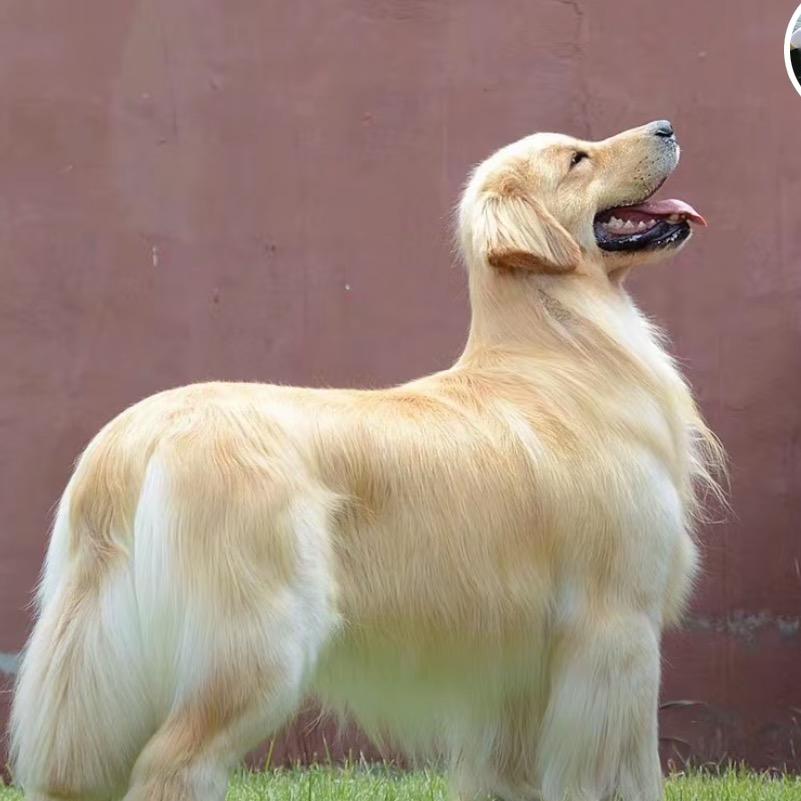 郑州金牧犬舍