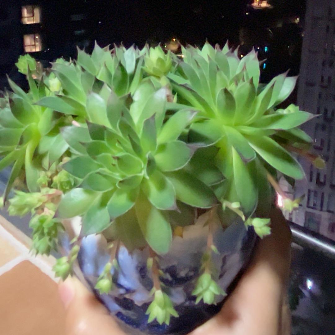 美人鱼