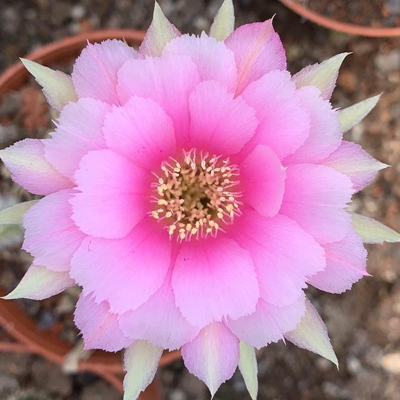 漳州高新区九湖小宝花卉店