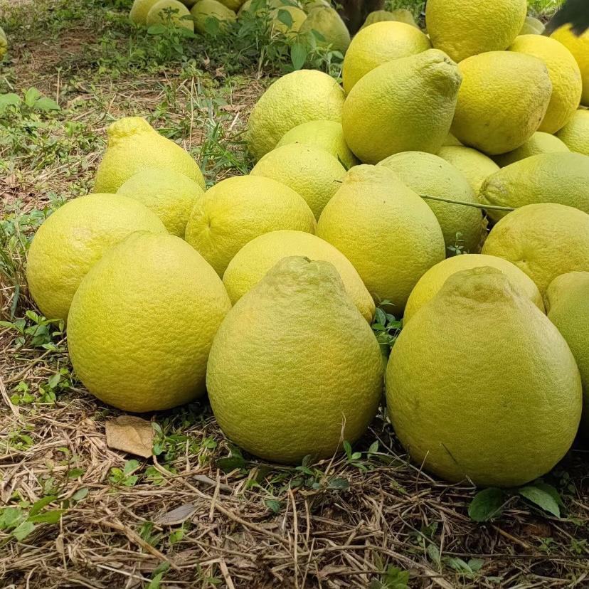 鲜果乐（逸苒）