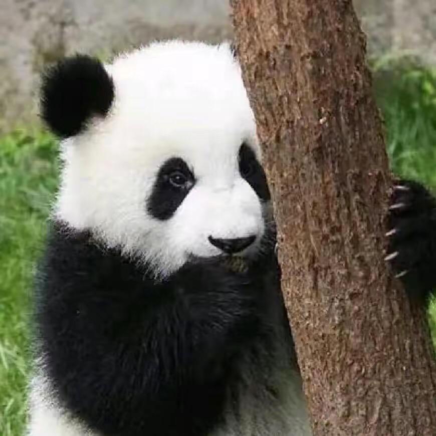 普智慧蝉