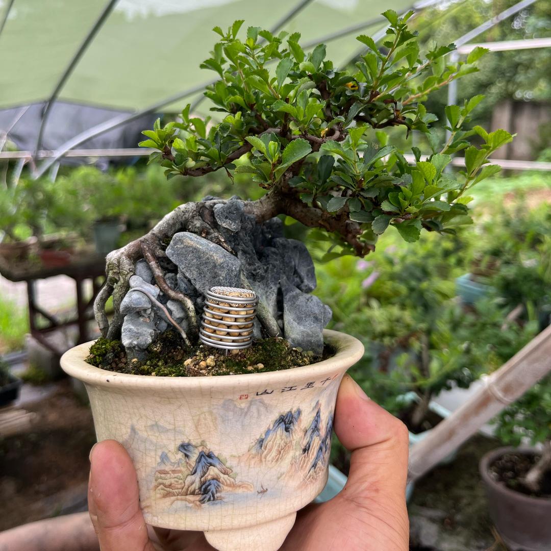 硕熙园花木盆景工作室