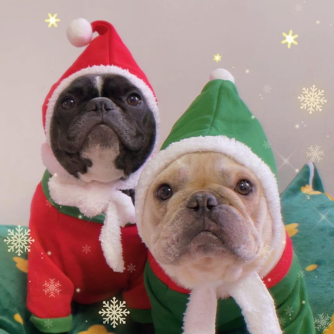 蘑菇🍄 の香菇の坦克