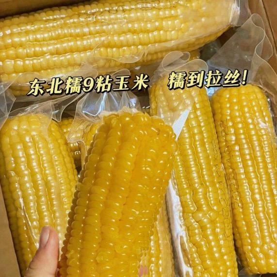 黑龙江粘糯玉米～厂家