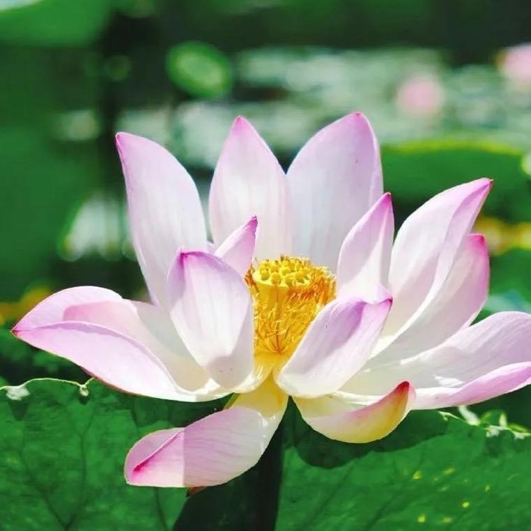 A水果批发小pi