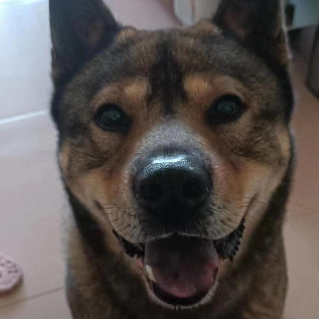 呆呆的小黑