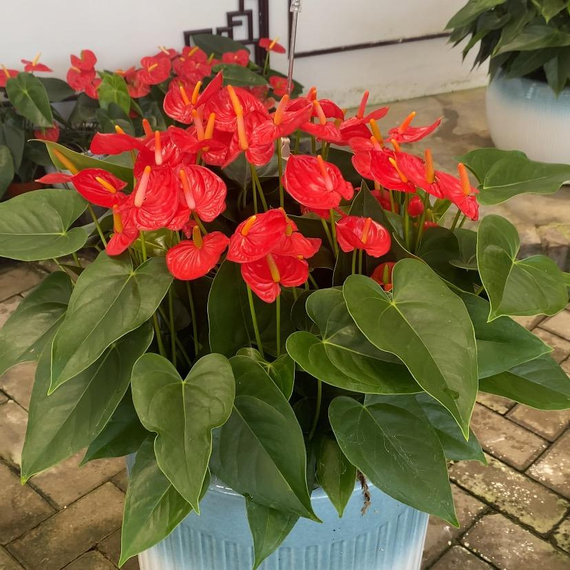 广东省省花种植基地