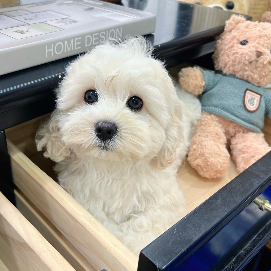 极宠家可卡布.美卡犬1️⃣3️⃣