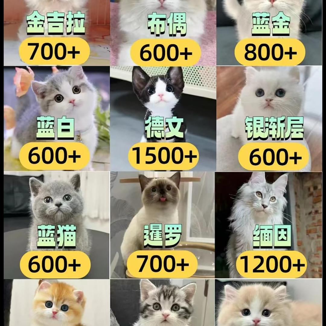 林哥-深圳宠物超市（一只也是批发价）