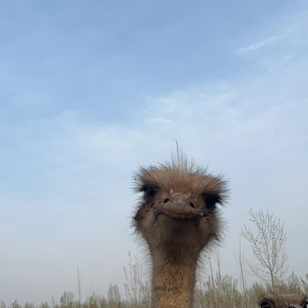 林琳鸵鸟基地