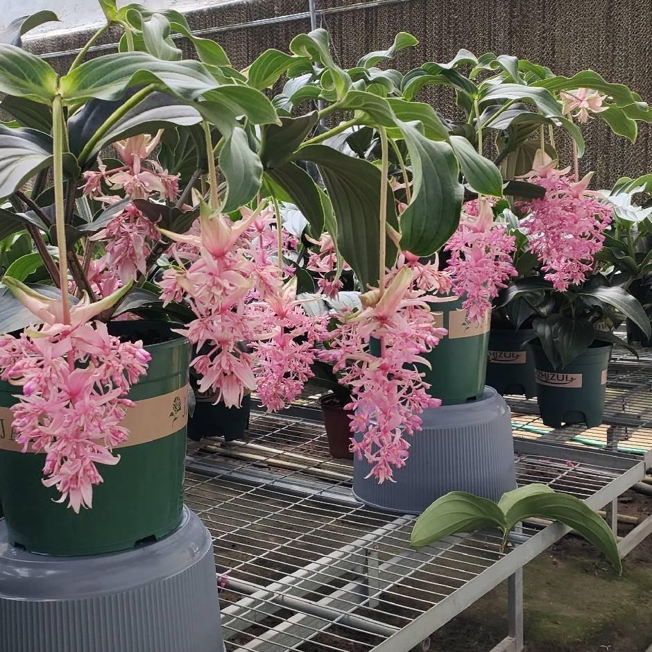 鑫鑫花卉甄选坊