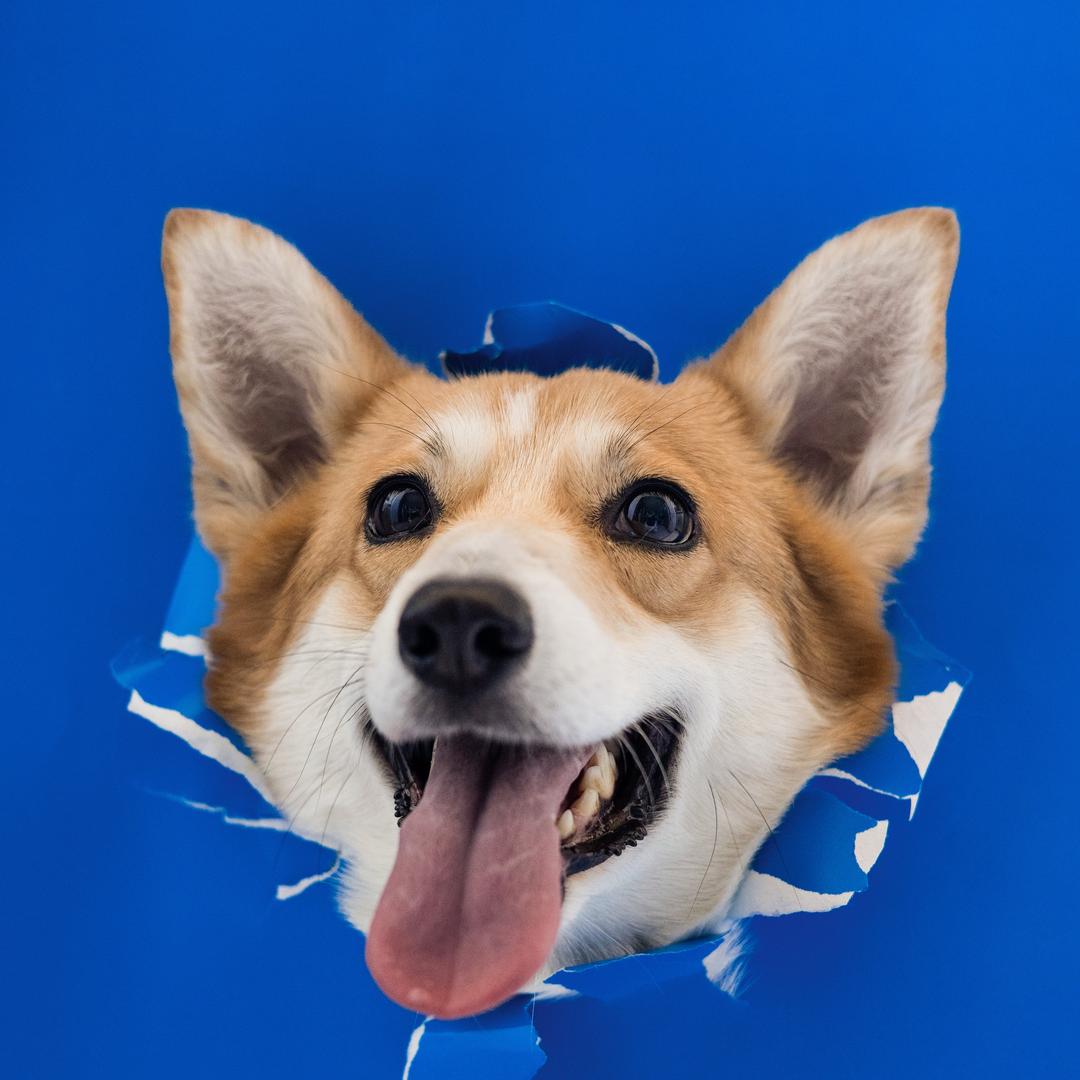 狗满意·宠物
